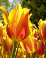 Yellow Tulips 15